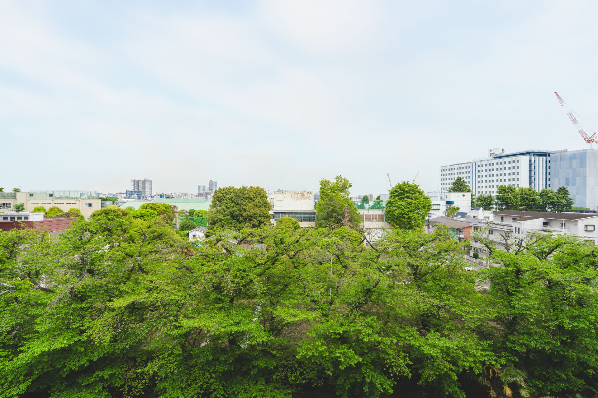 桜と空のハーフ＆ハーフ