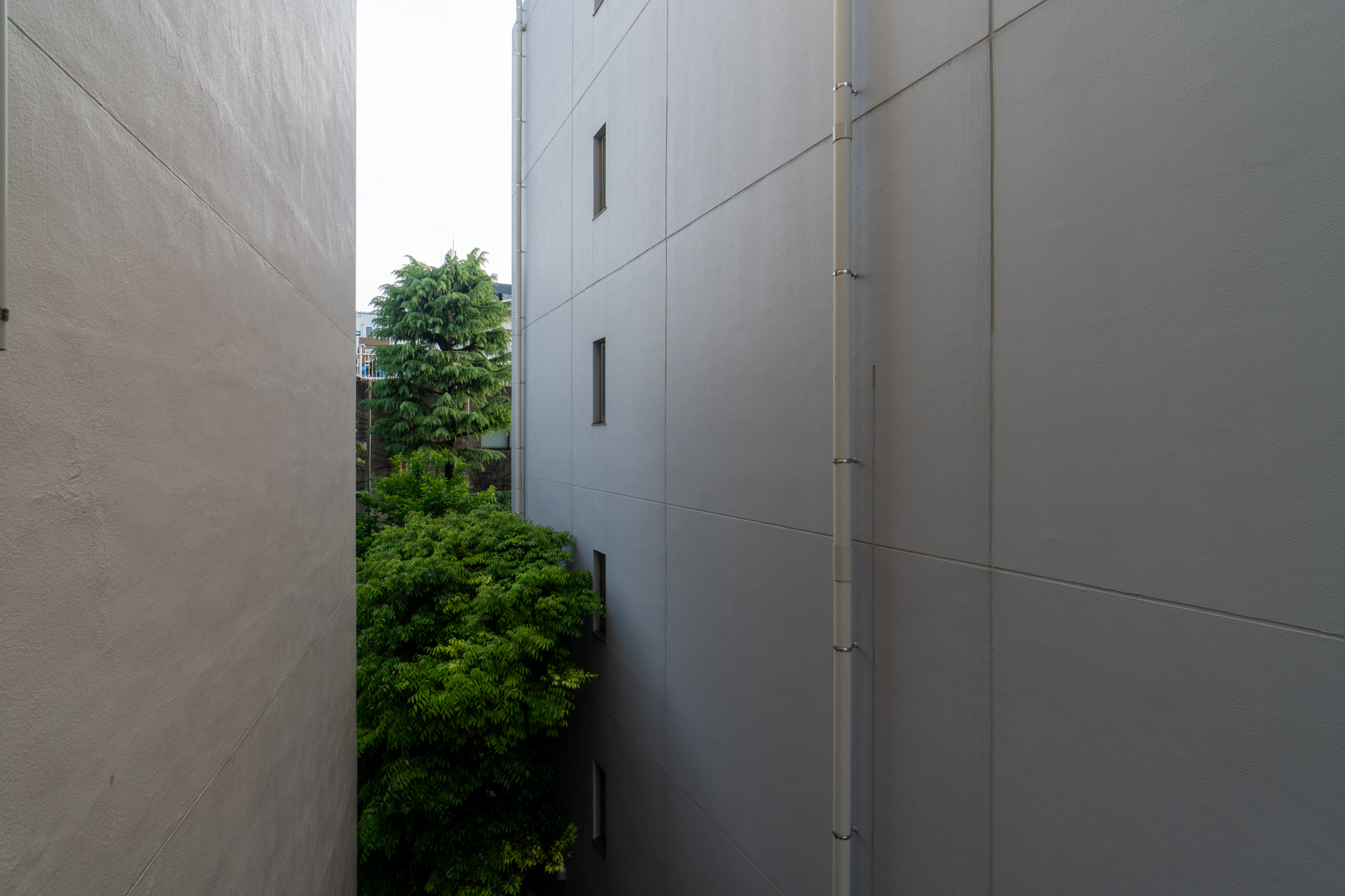 建物の間から見える緑