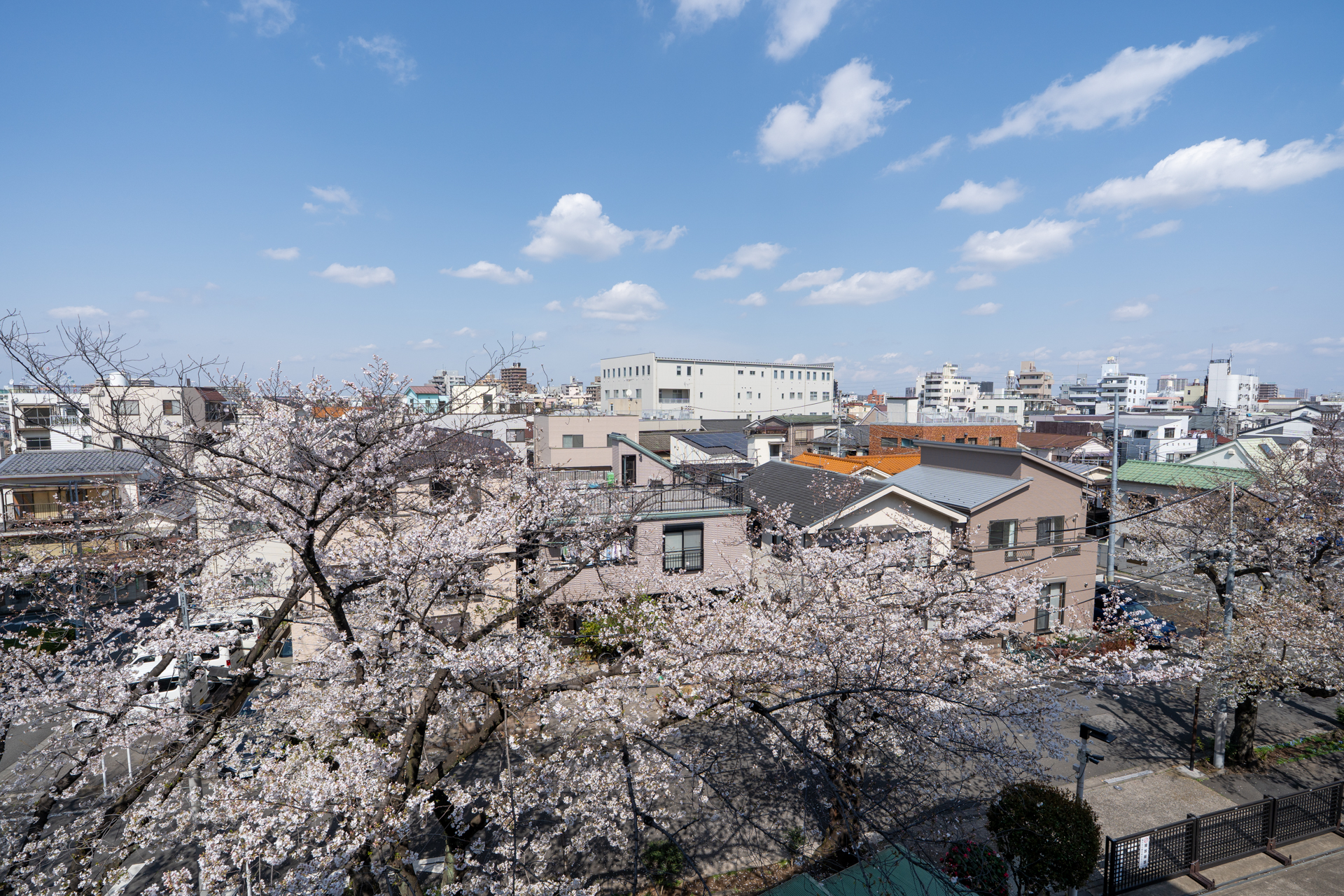 キッチン側の窓からもこの眺め（桜の季節）