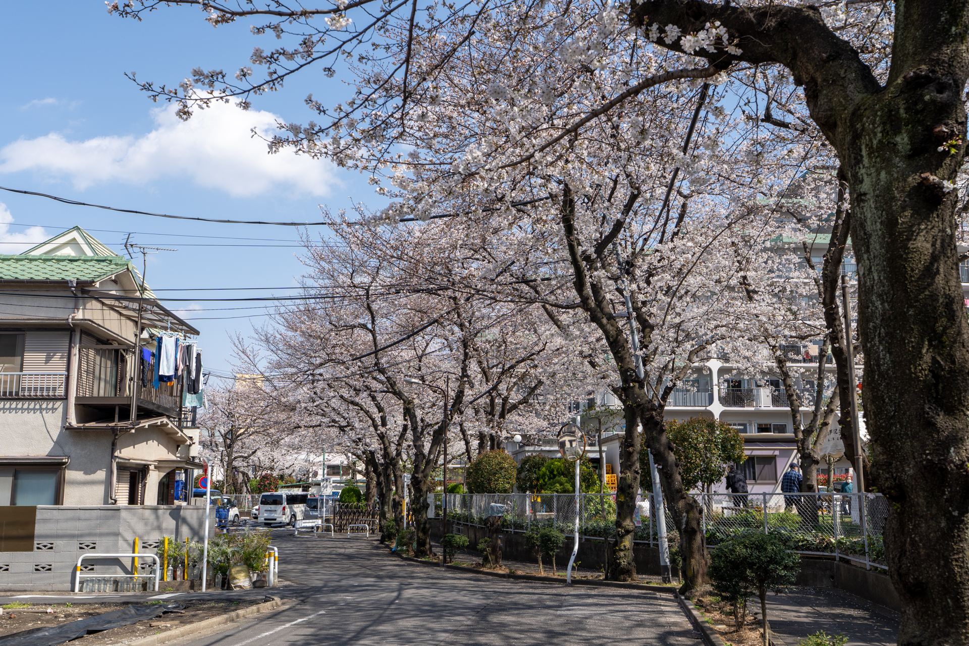 マンション前の桜並木