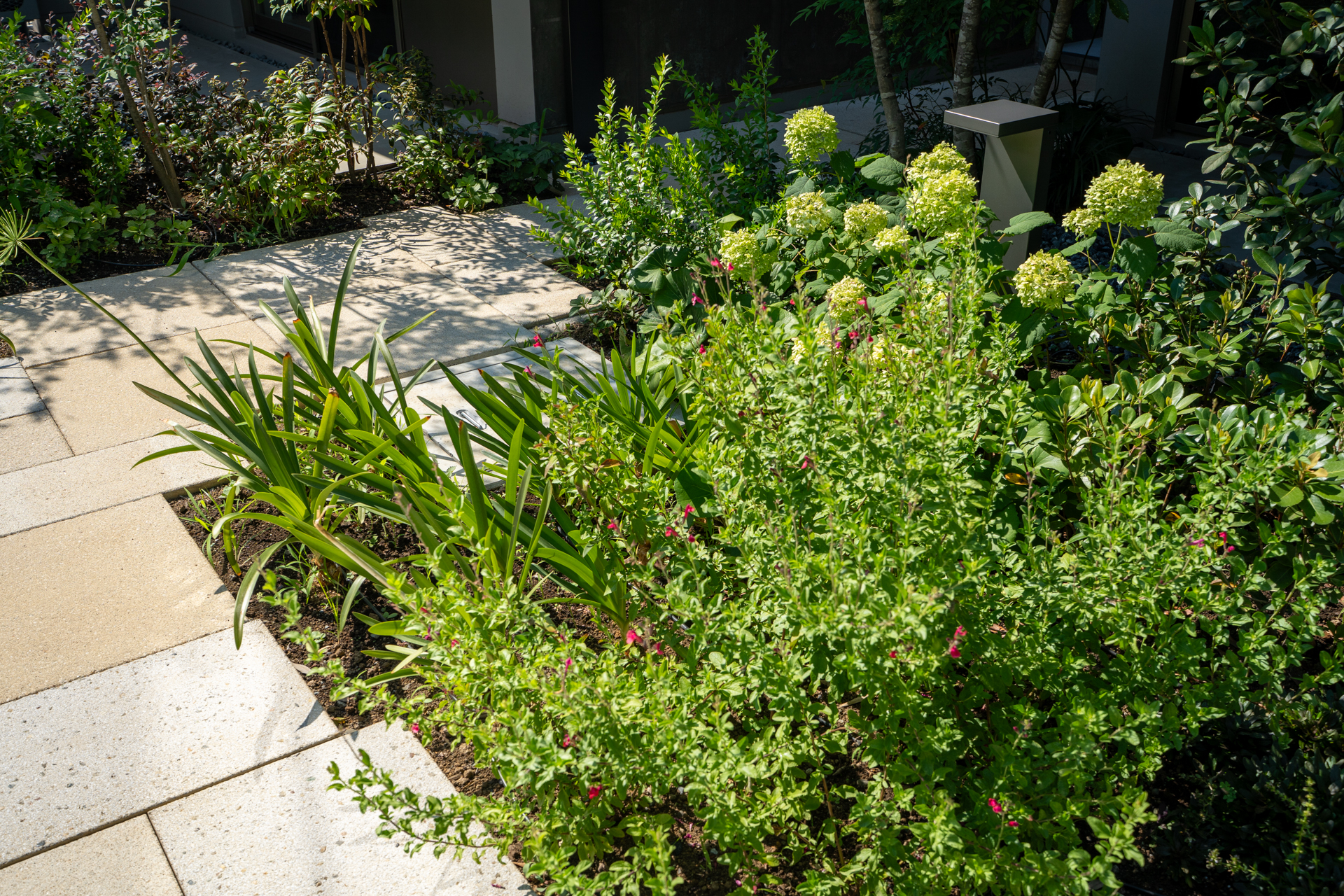 こみちに植えられた植栽は本当に様々