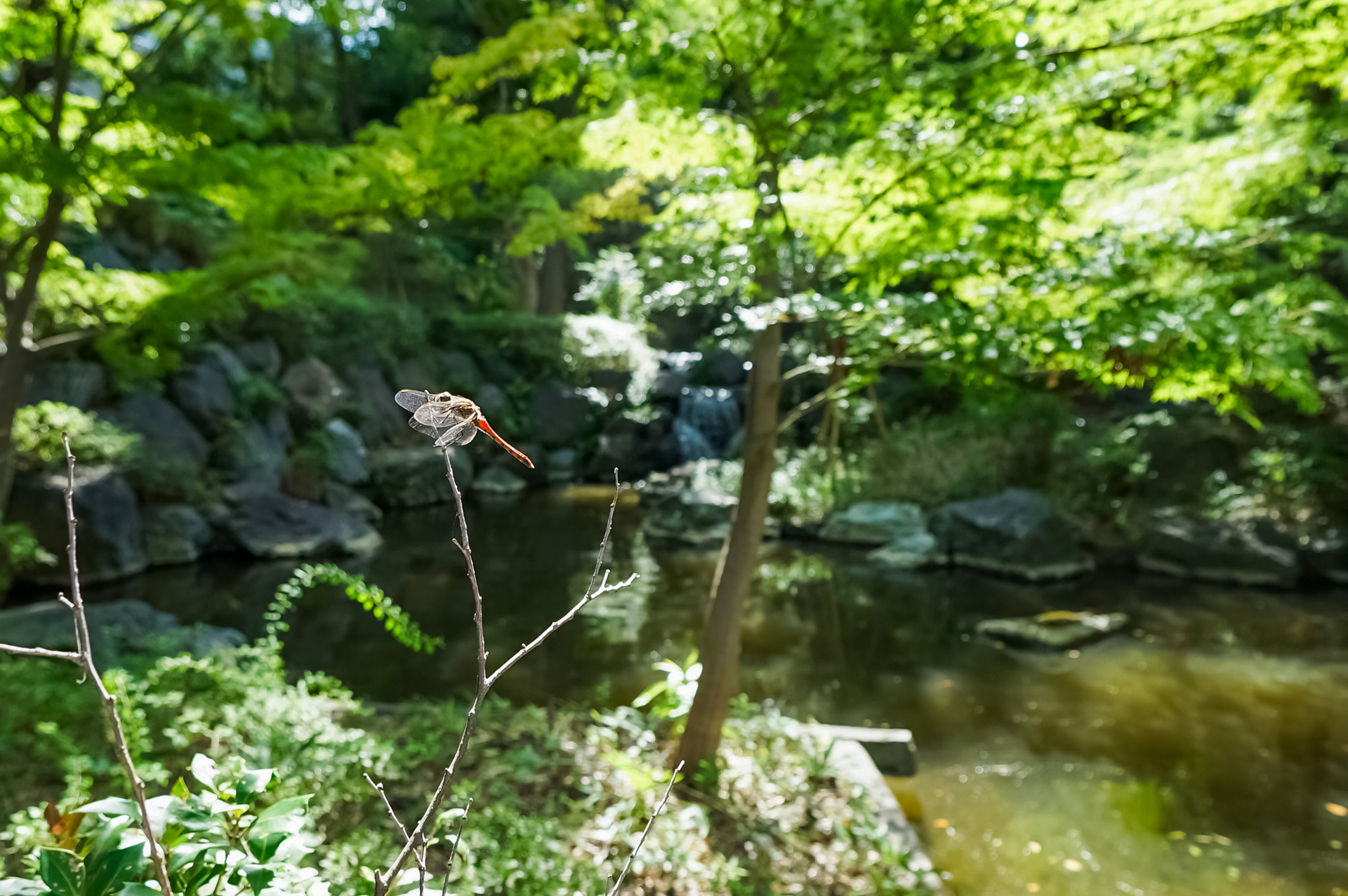 敷地内の専用庭園