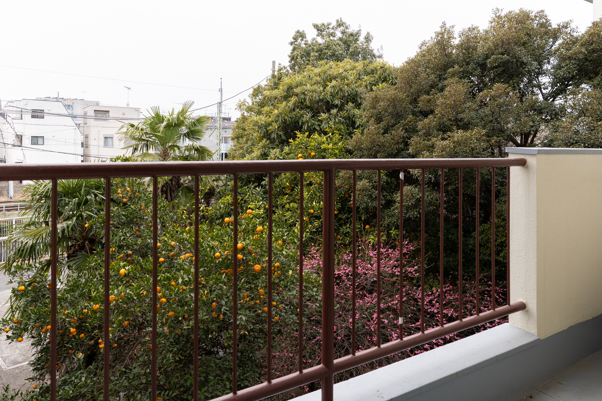 目の前の小さな森