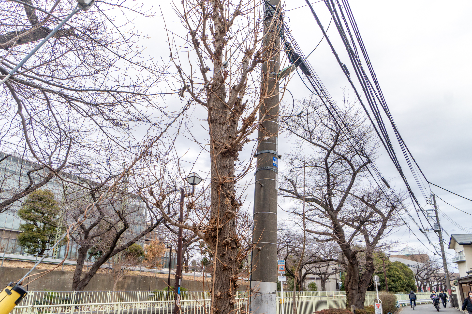桜が満開になるのを心待ちにしています