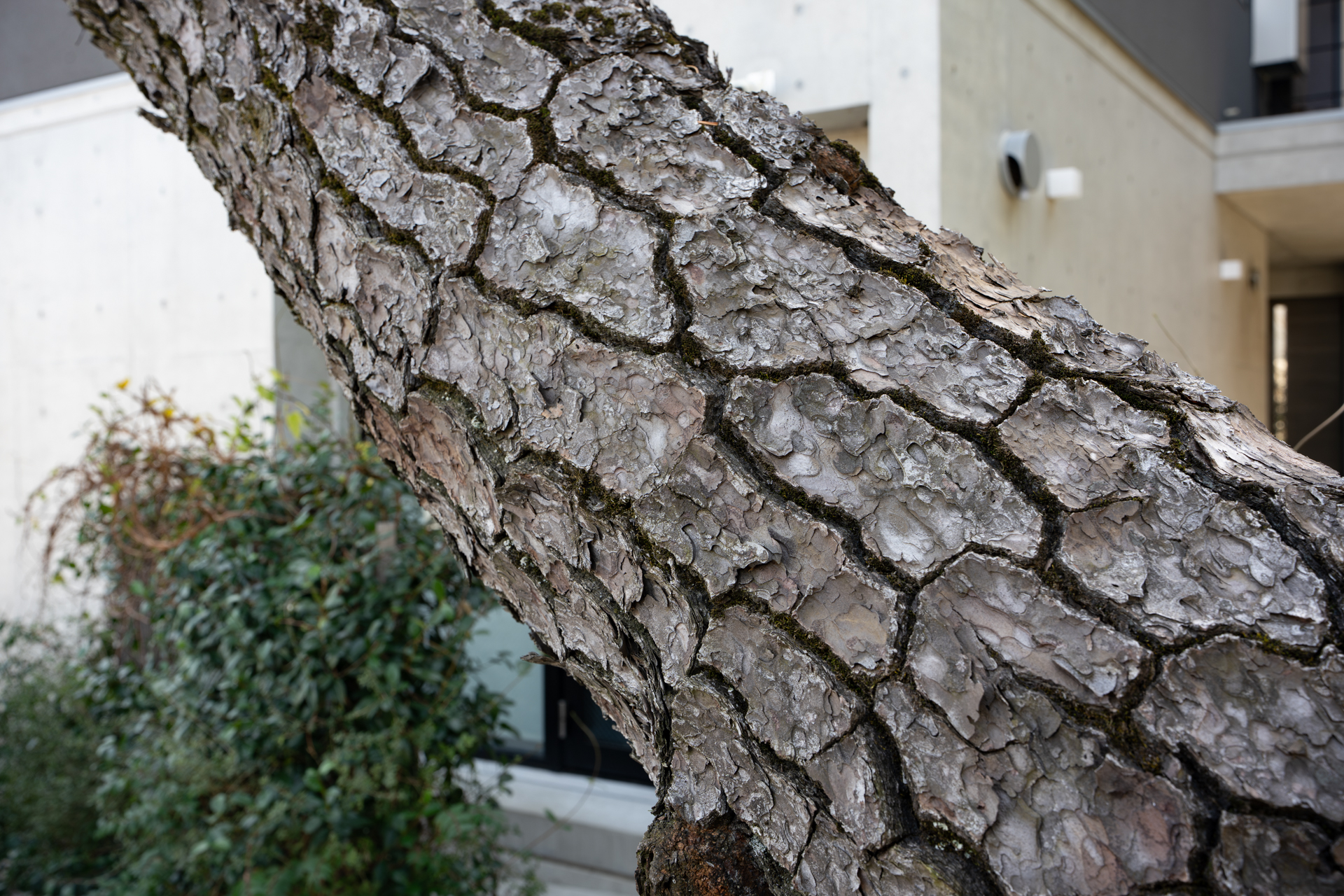 この松の幹の時代が乗ってる感じがたまりません