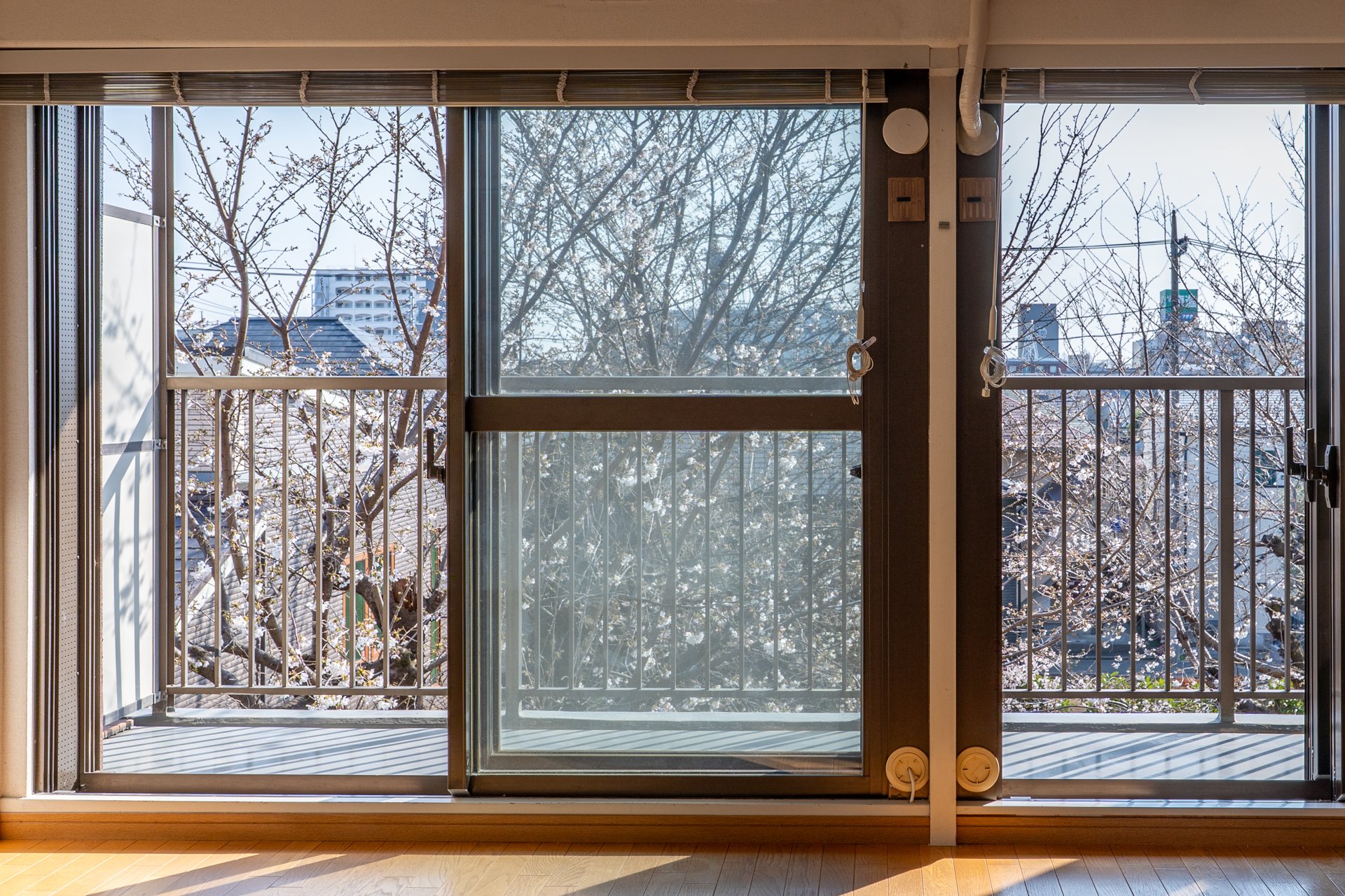 満開はもうすぐ