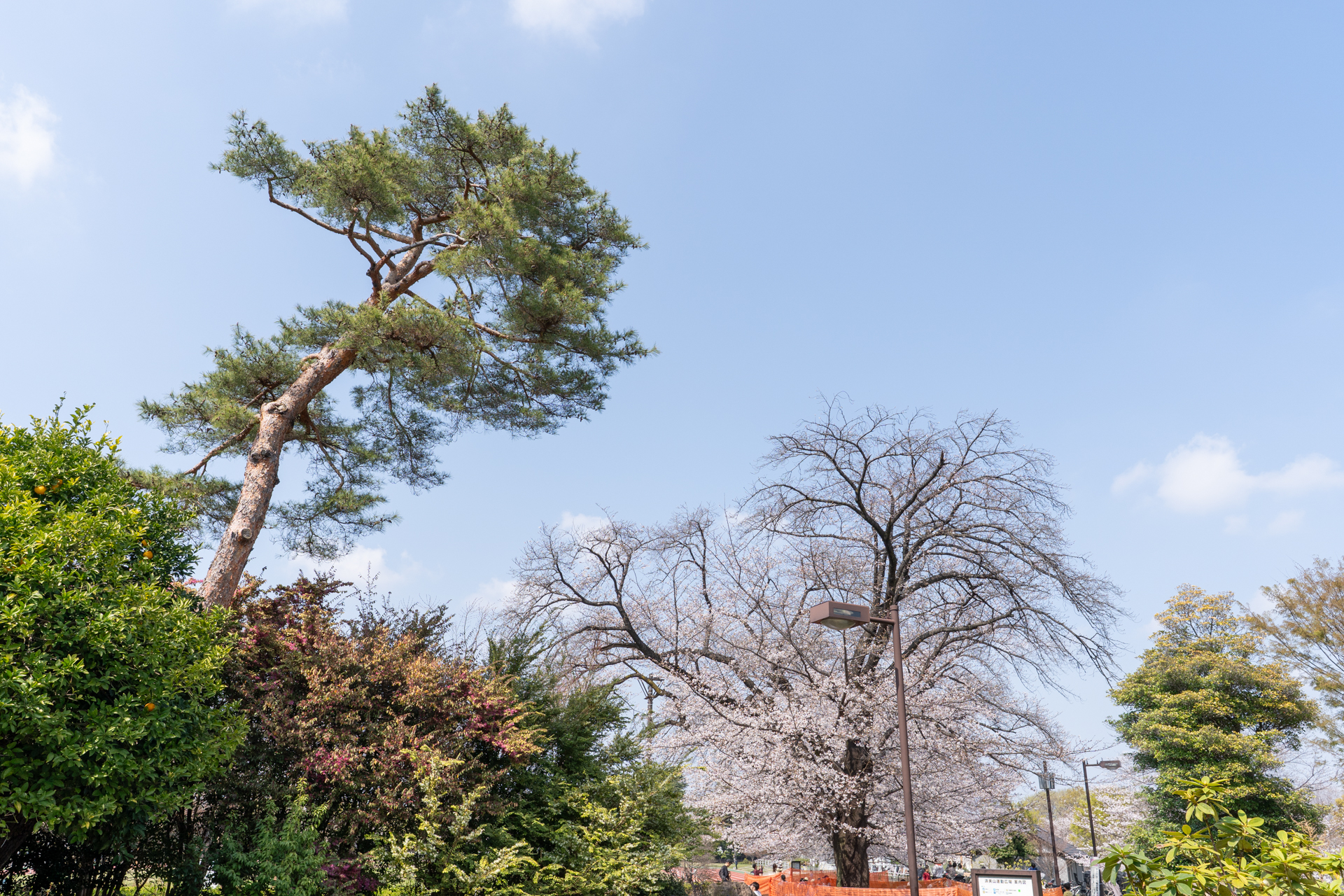 トラックも備えた和田堀公園
