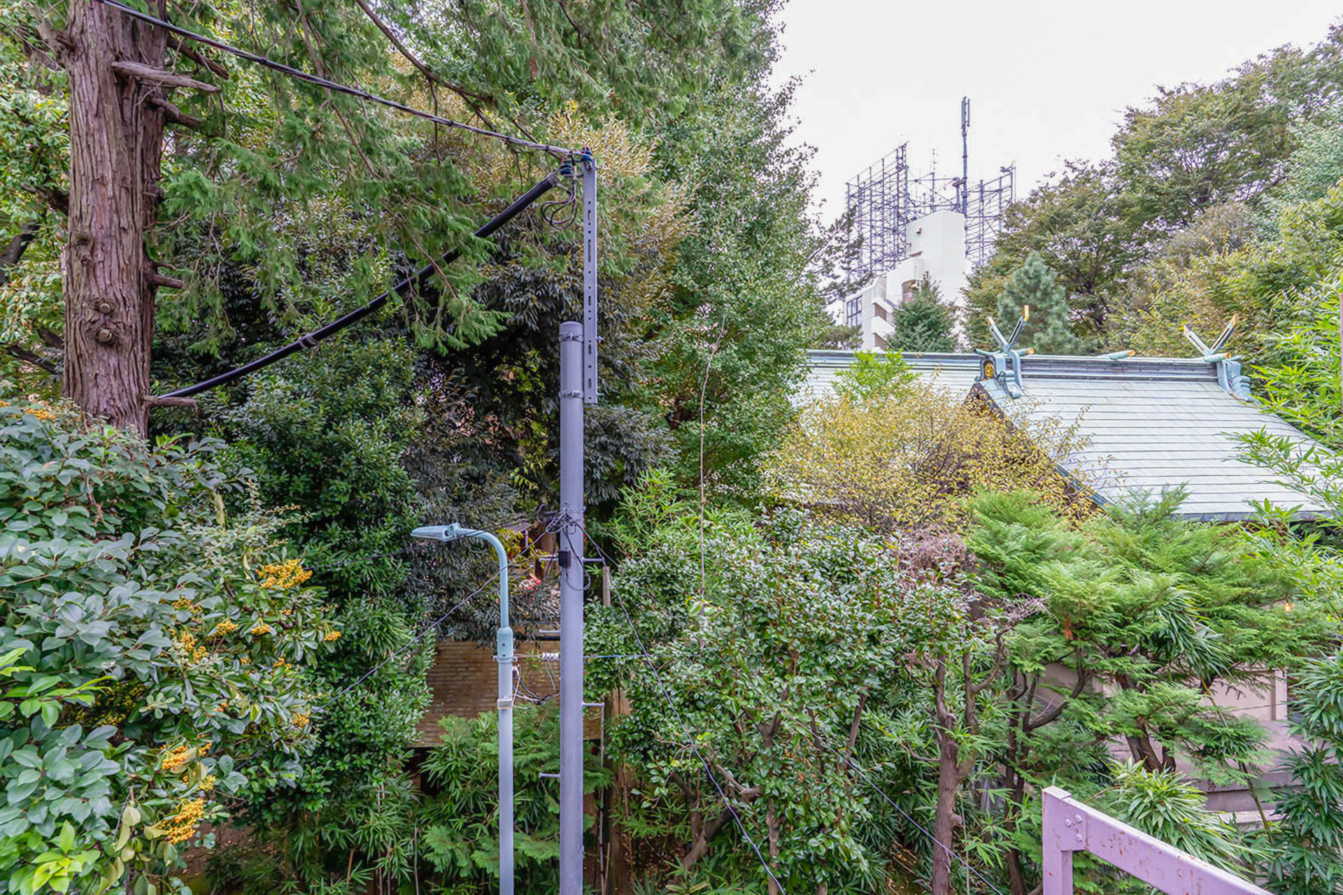 窓の外には緑のカーテン（※写真はすべて前回募集時に撮影したものです）