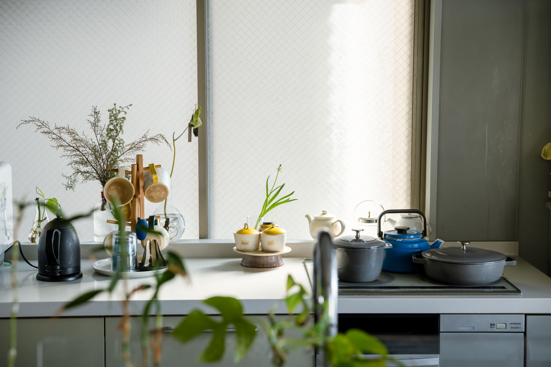 これだけ日当たりがいいと、植物をたくさん育てたくなりますね