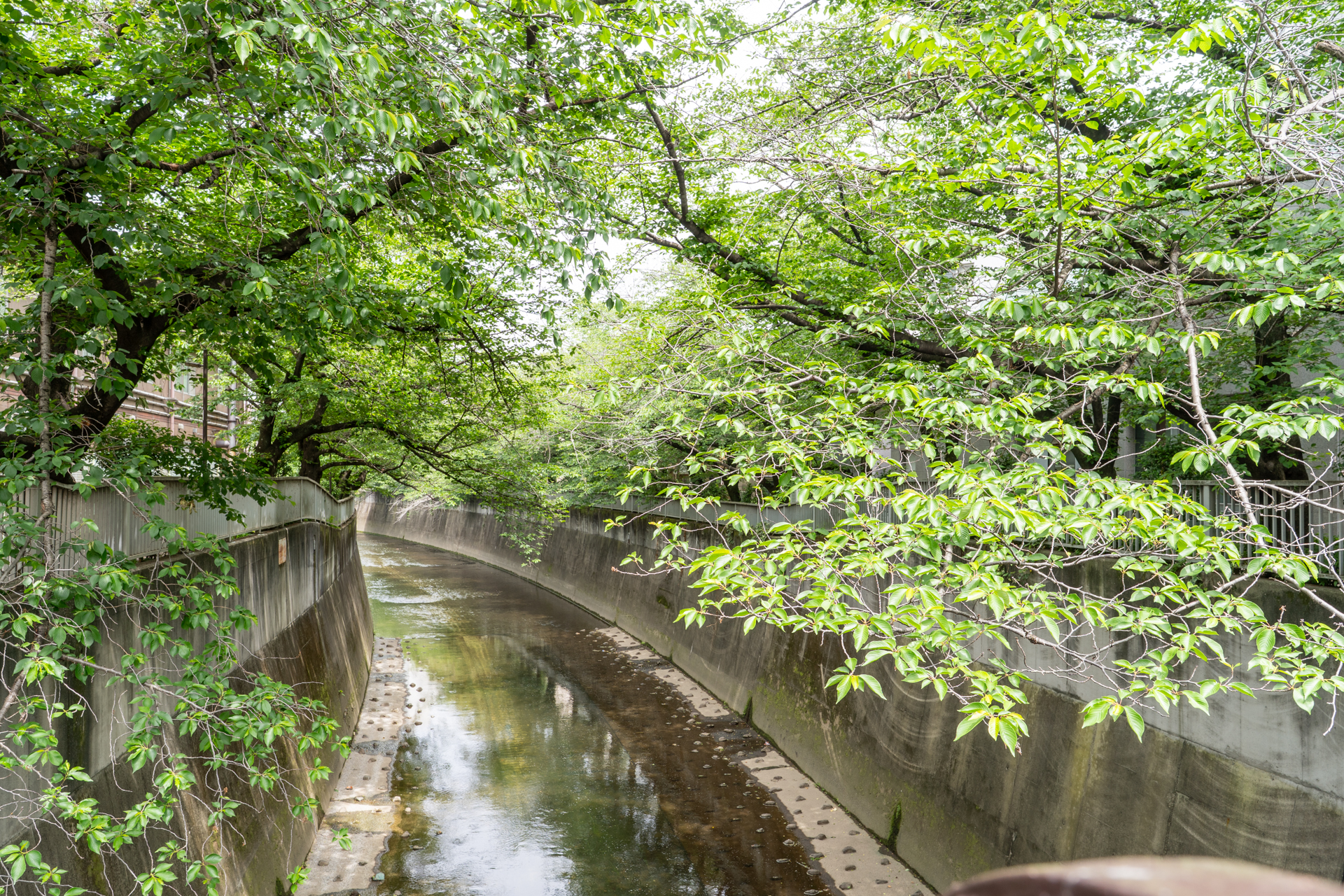 神田川沿い