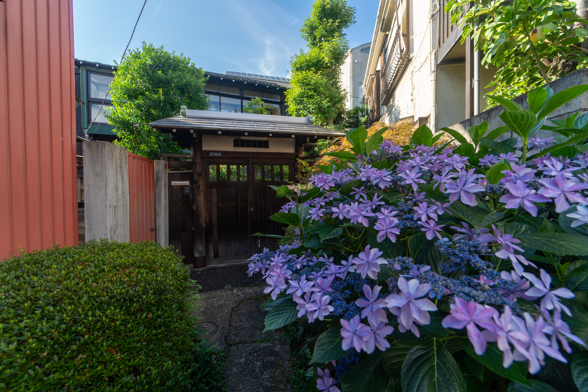 隣家の横を抜ける、紫陽花の咲く小径