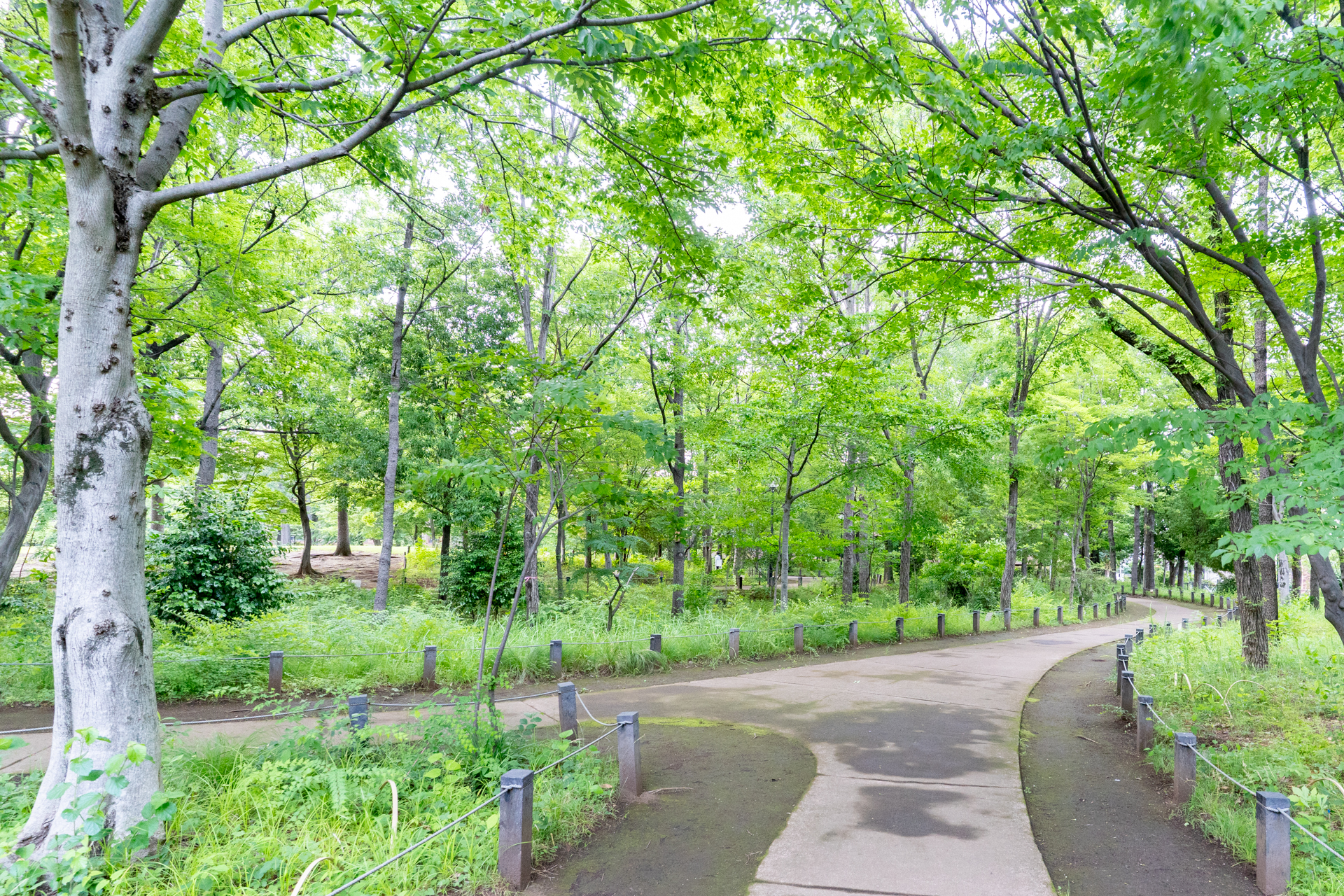 すぐそばにある柏の宮公園