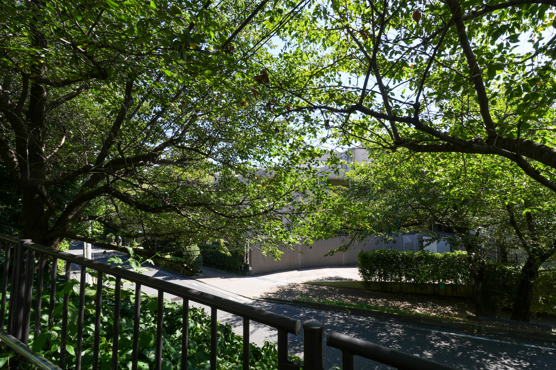向かいの公園から撮影