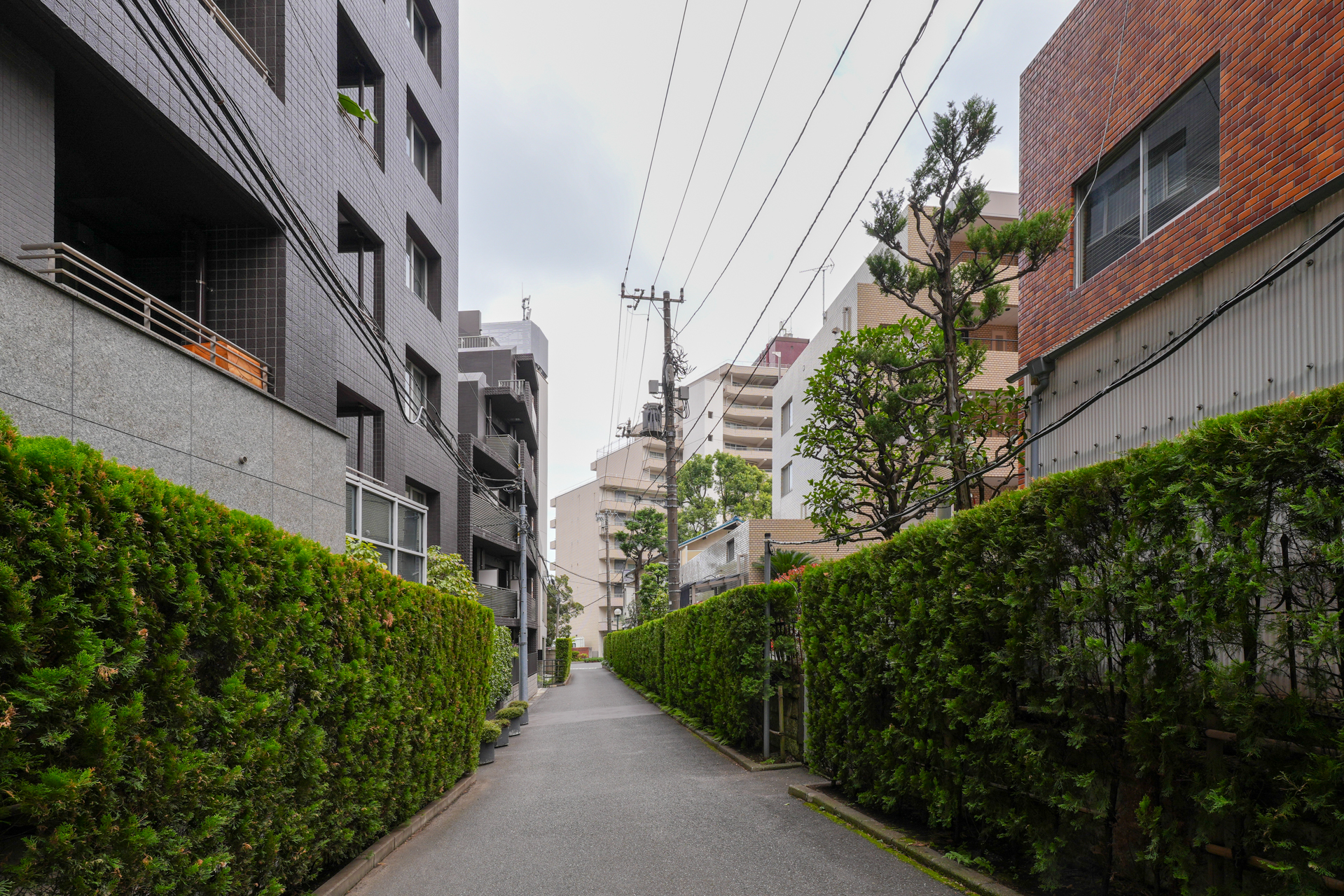 正面エントランスから緑の道を抜けていきます